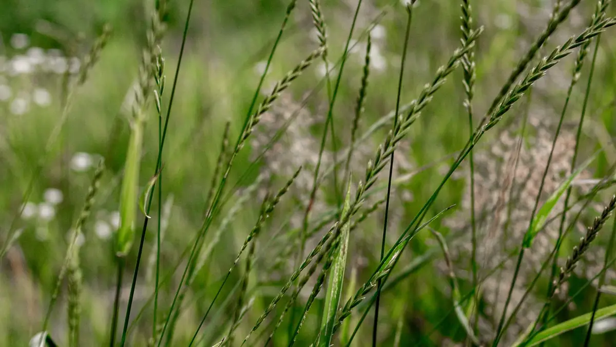 The rear yard before work began β unmanaged grass on a slope