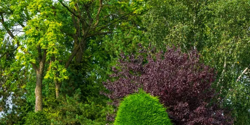 Landscape Design & Master Plan