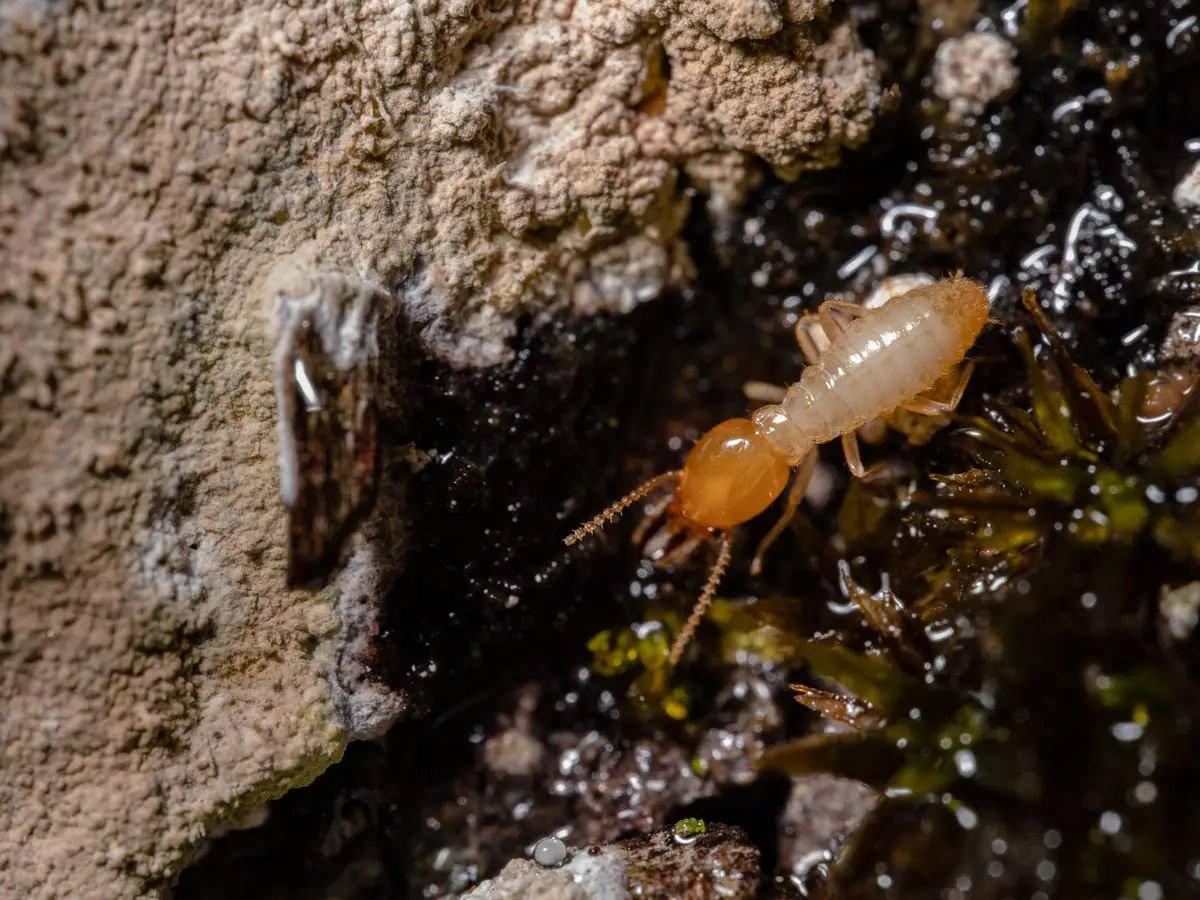 Close-up of a termite on damp wood