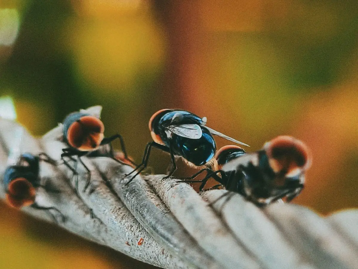 Macro photograph of insects on a leaf