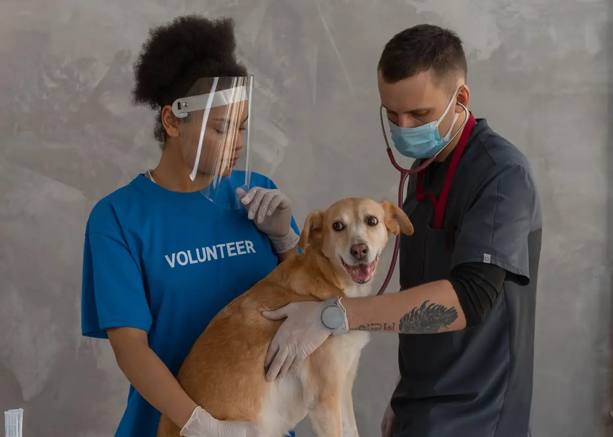 Two veterinary staff examining a dog