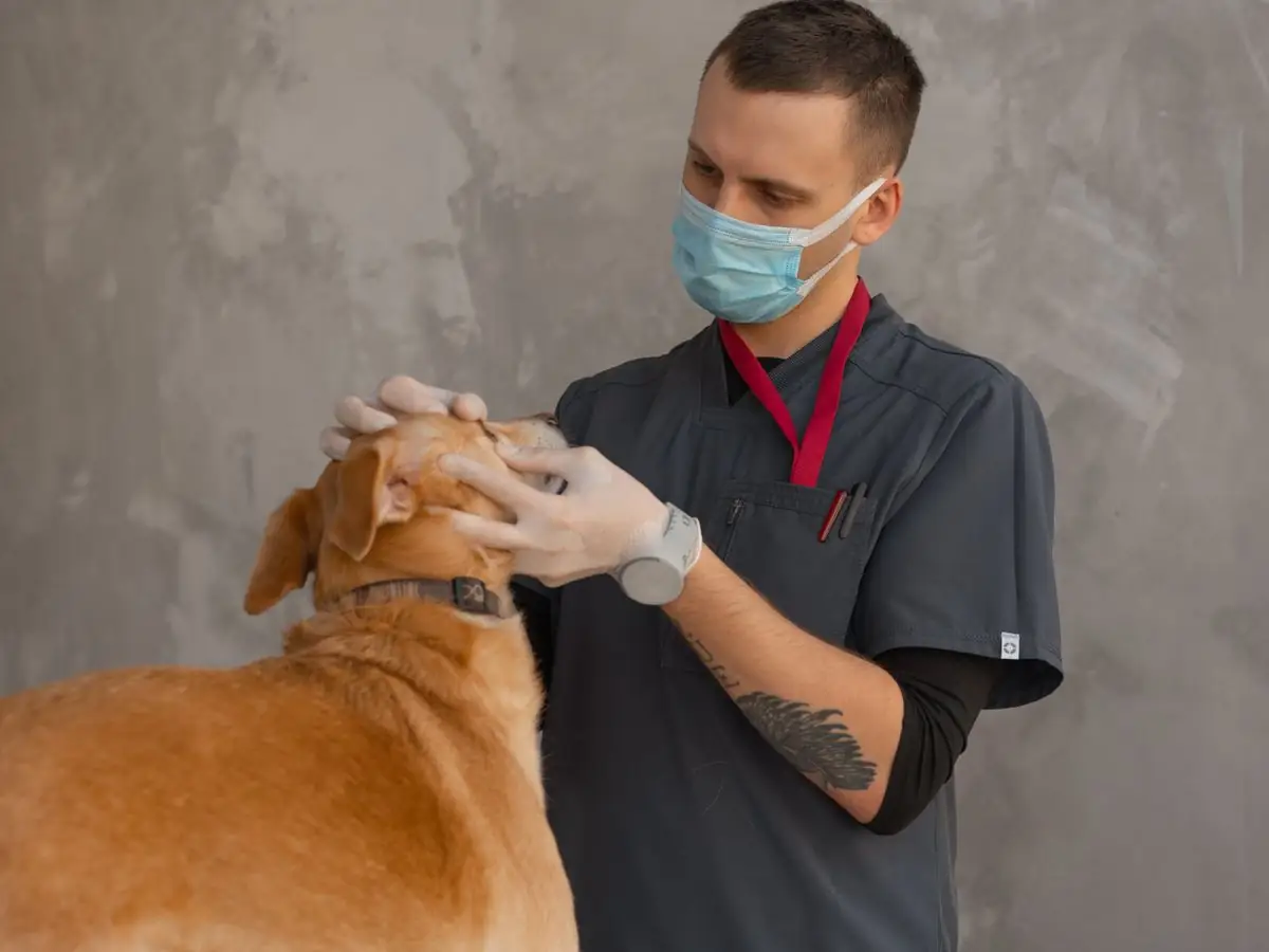 A veterinarian gently examining a dog