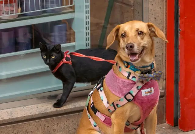 A dog and a cat sitting together, from the veterinary website template.